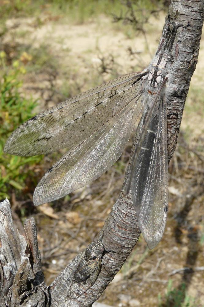 Acanthaclisis occitanica (Villers, 1789)