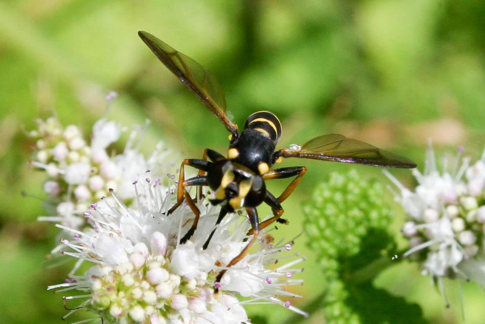 Conops flavipes Linnaeus, 1758