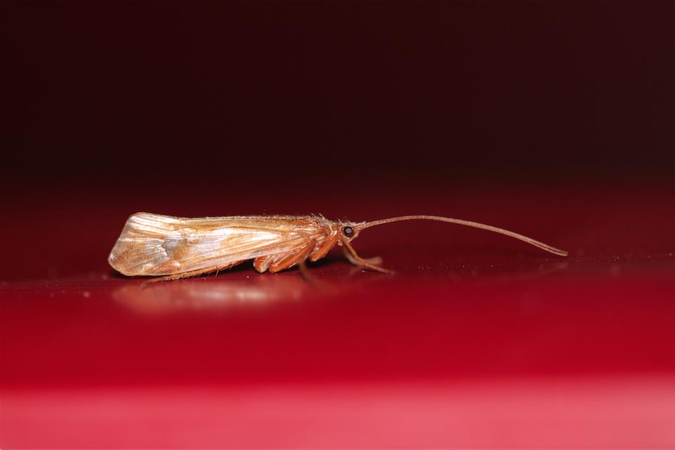 Limnephilus Leach, 1815
