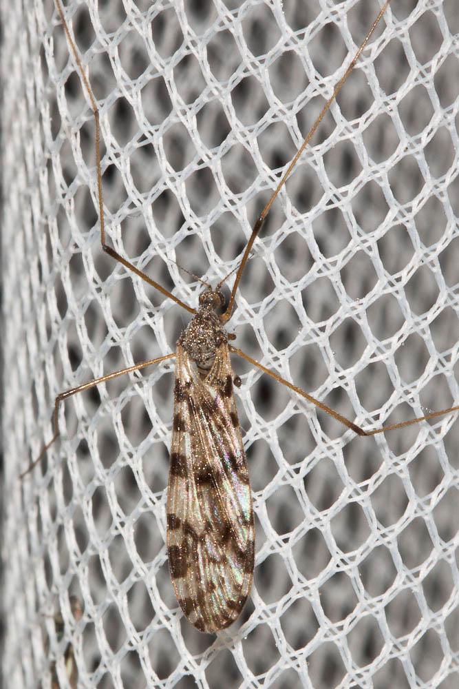 Eloeophila maculata (Meigen, 1804)