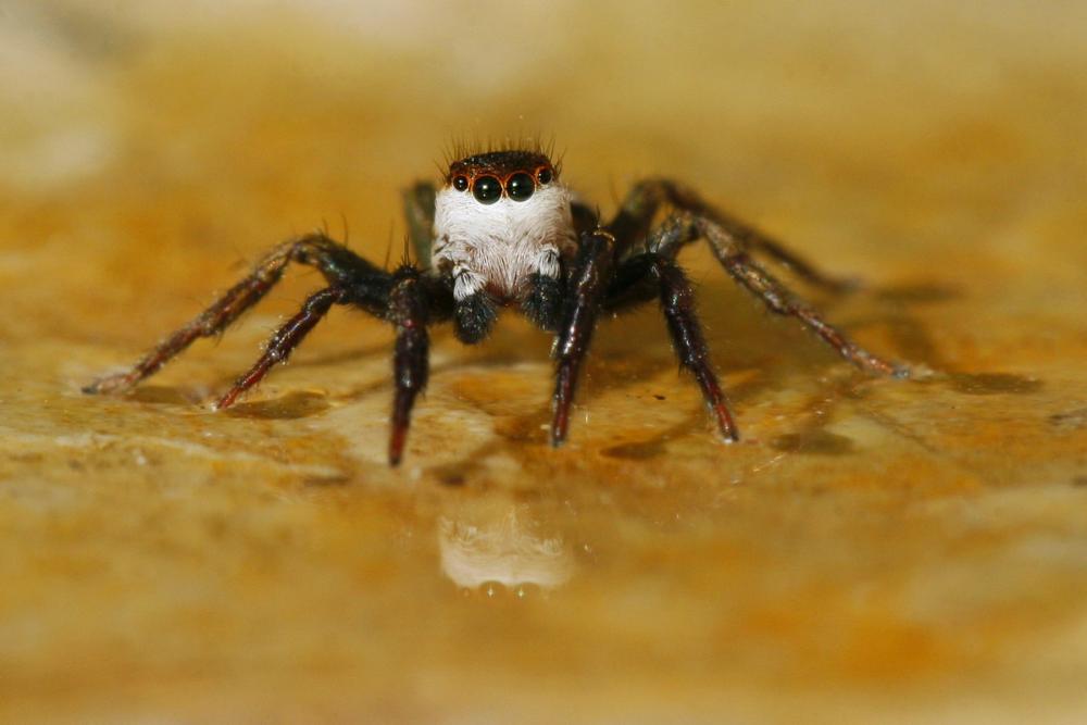Phlegra bresnieri (Lucas, 1846)