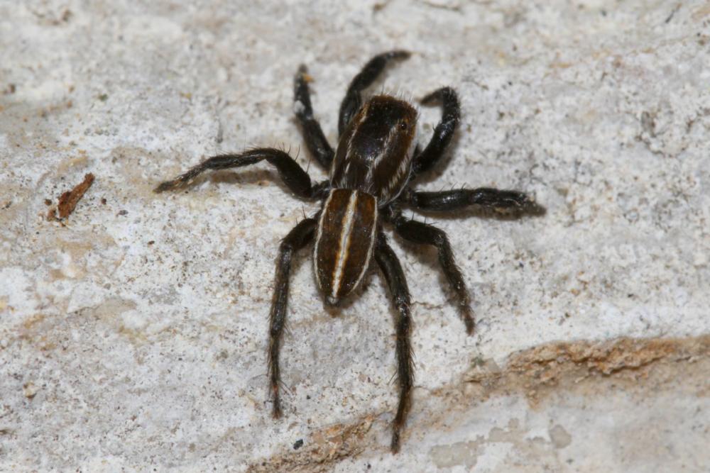 Phlegra bresnieri (Lucas, 1846)