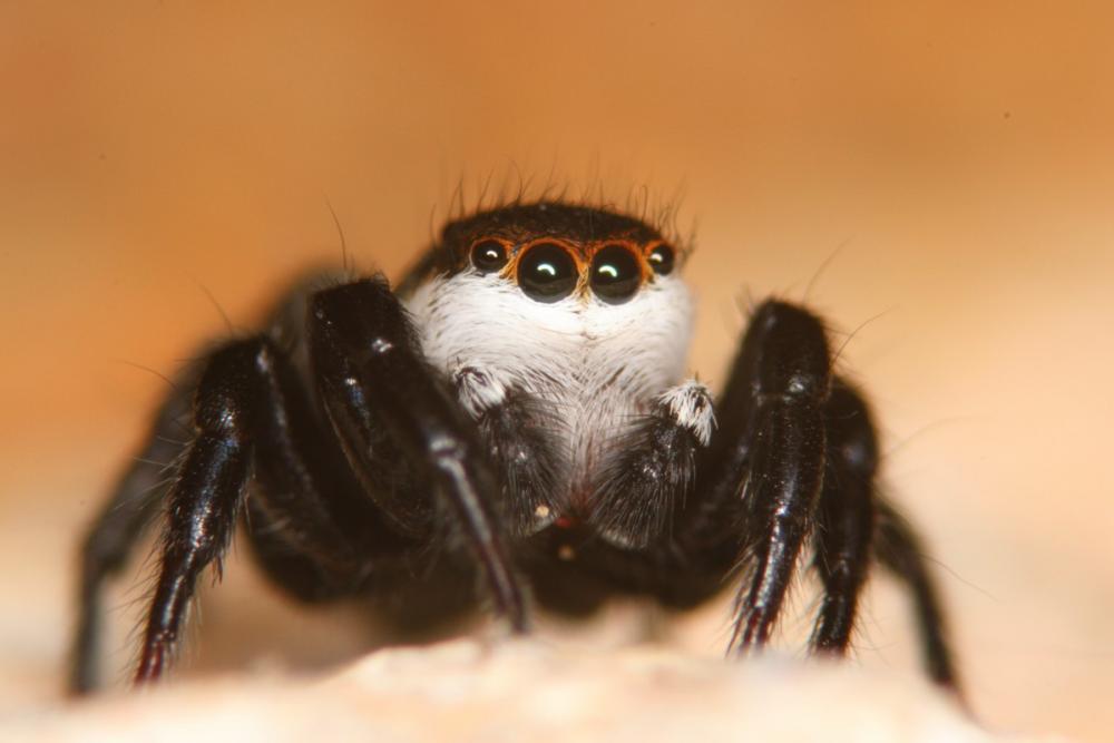 Phlegra bresnieri (Lucas, 1846)