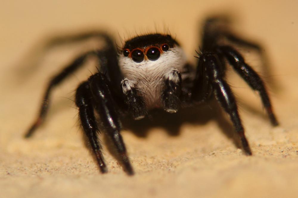 Phlegra bresnieri (Lucas, 1846)