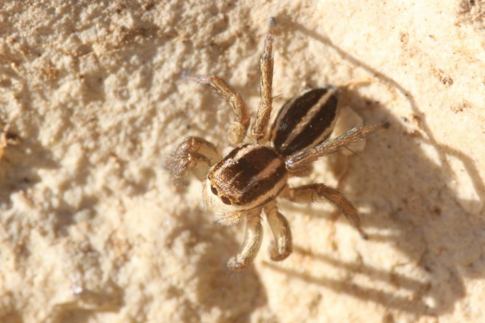 Phlegra bresnieri (Lucas, 1846)