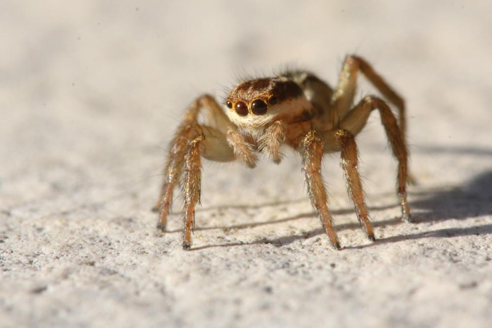  Phlegra bresnieri (Lucas, 1846)