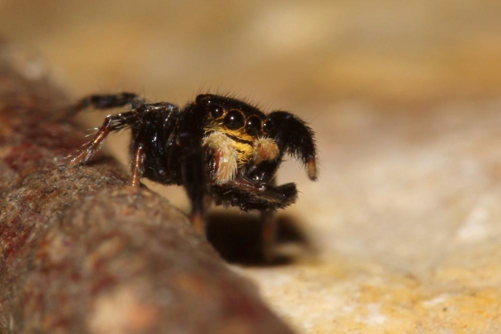  Euophrys herbigrada (Simon, 1871)