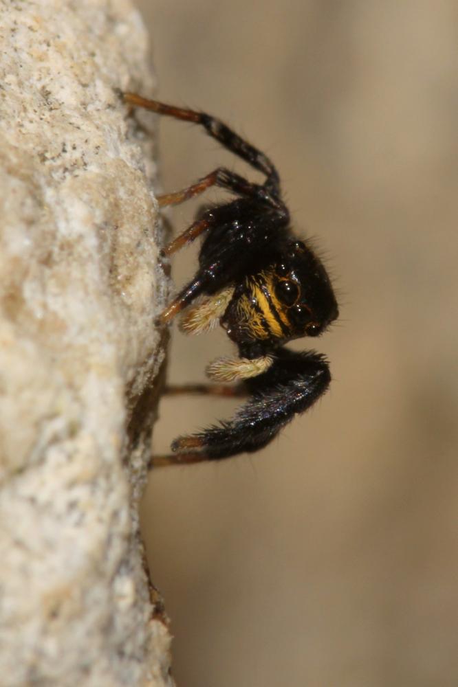 Euophrys herbigrada (Simon, 1871)