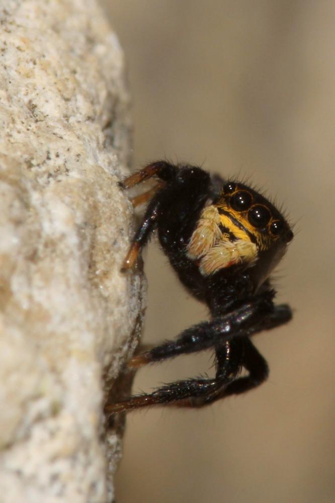  Euophrys herbigrada (Simon, 1871)