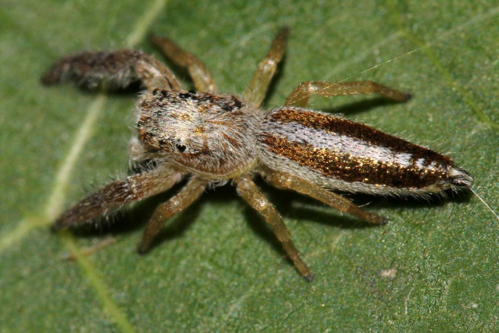  Mendoza canestrinii (Ninni in Canestrini & Pavesi, 1868)