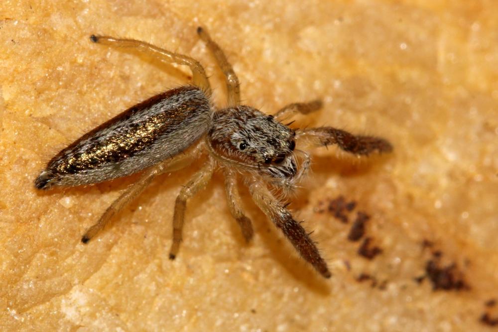 Mendoza canestrinii (Ninni in Canestrini & Pavesi, 1868)