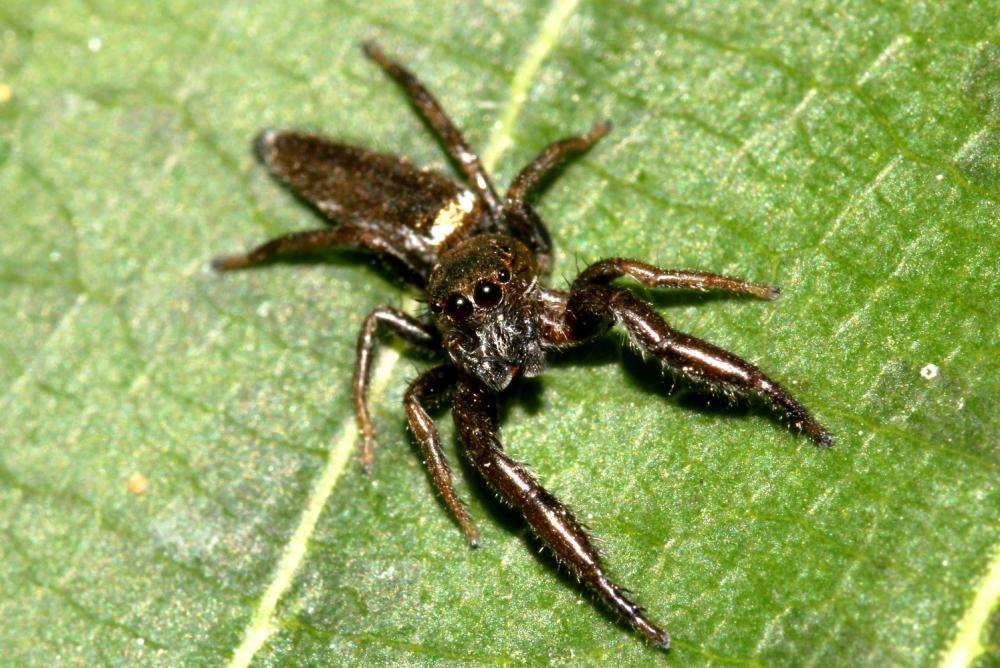Mendoza canestrinii (Ninni in Canestrini & Pavesi, 1868)