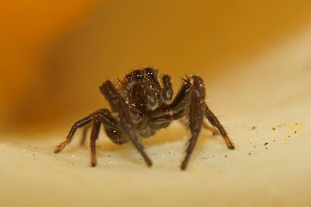 Mendoza canestrinii (Ninni in Canestrini & Pavesi, 1868)