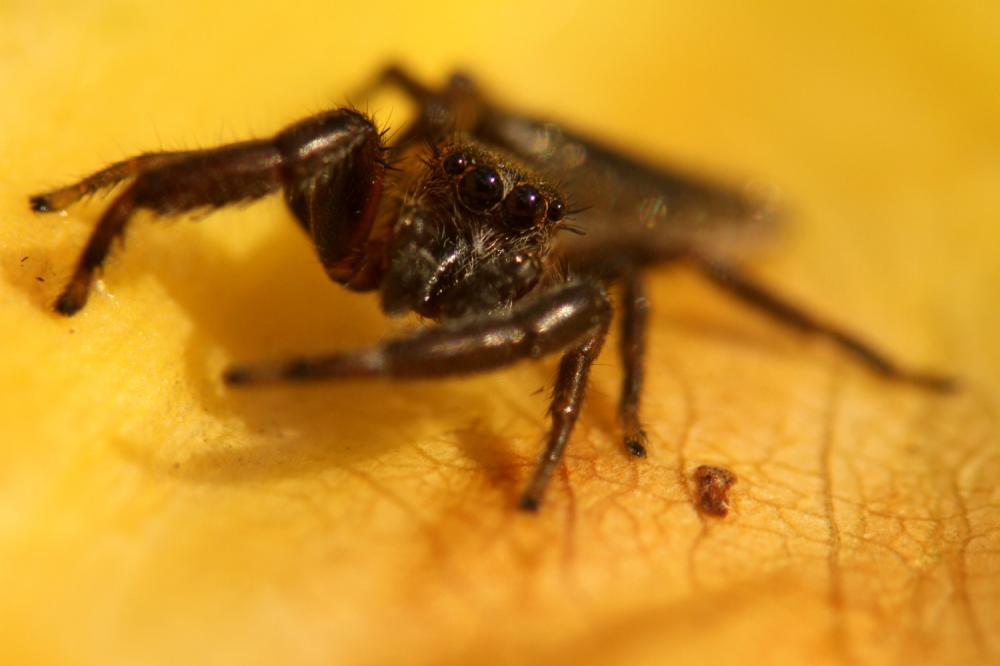 Mendoza canestrinii (Ninni in Canestrini & Pavesi, 1868)