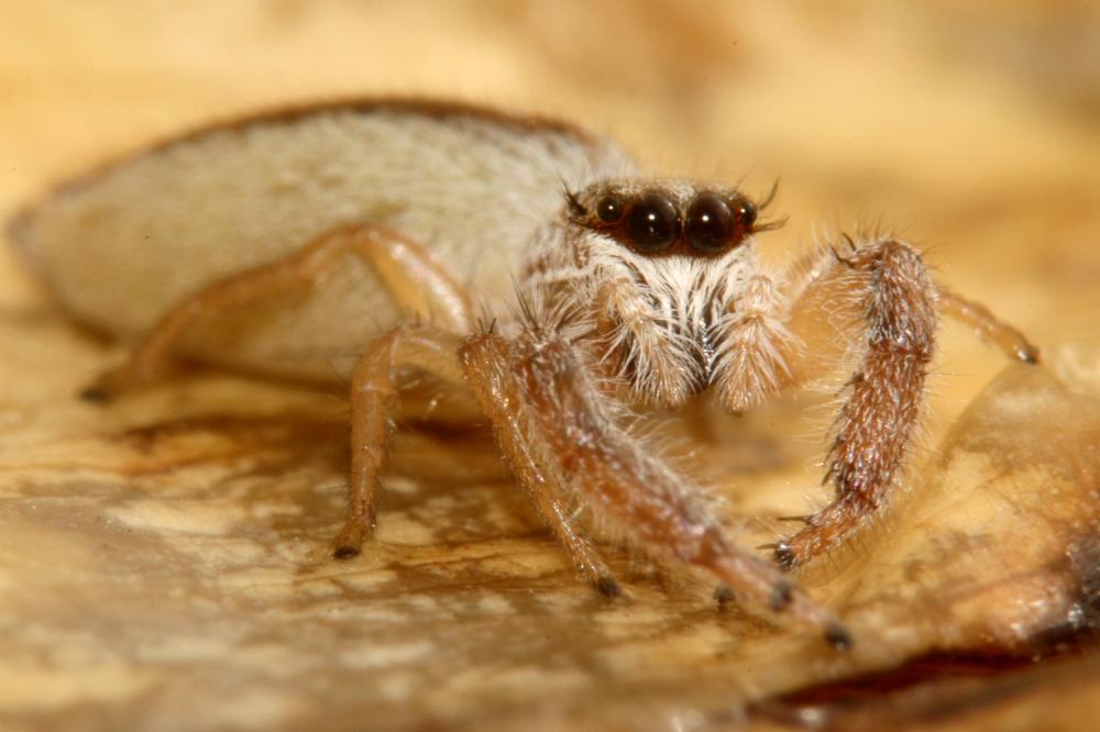  Mendoza canestrinii (Ninni in Canestrini & Pavesi, 1868)