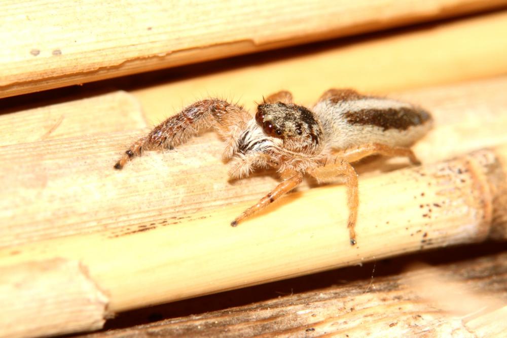 Mendoza canestrinii (Ninni in Canestrini & Pavesi, 1868)