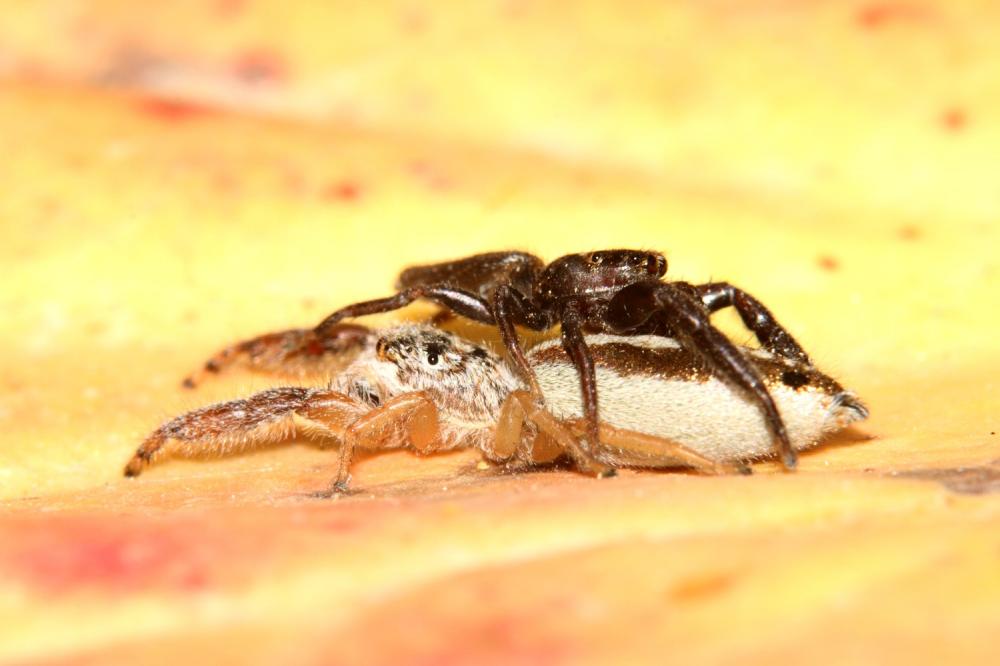 Mendoza canestrinii (Ninni in Canestrini & Pavesi, 1868)