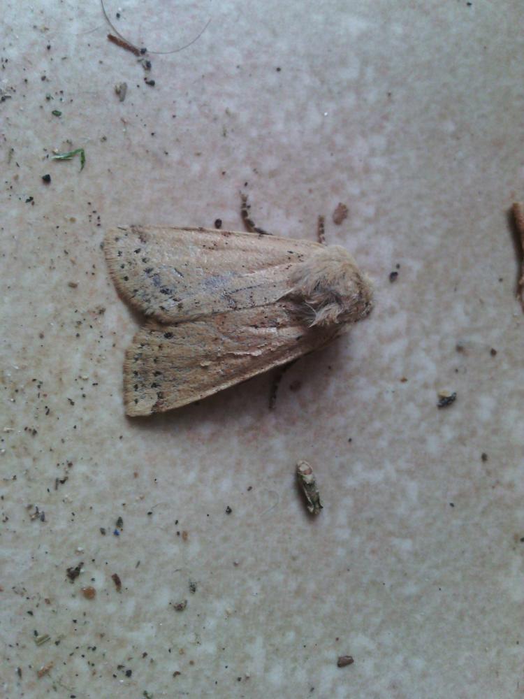 Noctuelles Noctuidae Latreille, 1809