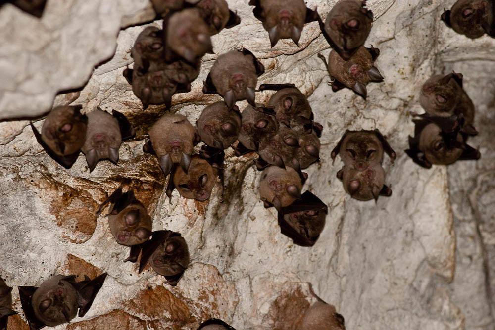 Grand rhinolophe Rhinolophus ferrumequinum (Schreber, 1774)