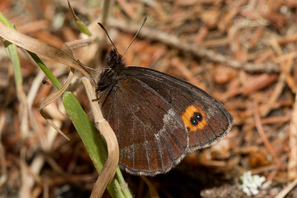 Moiré frange-pie (Le), Moiré frangé (Le) Erebia euryale (Esper, 1805)