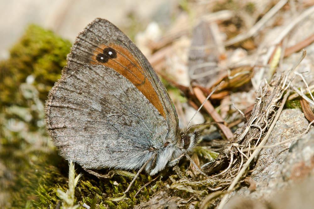 Moiré lustré (Le), Moiré arverne (Le) Erebia arvernensis Oberthür, 1908