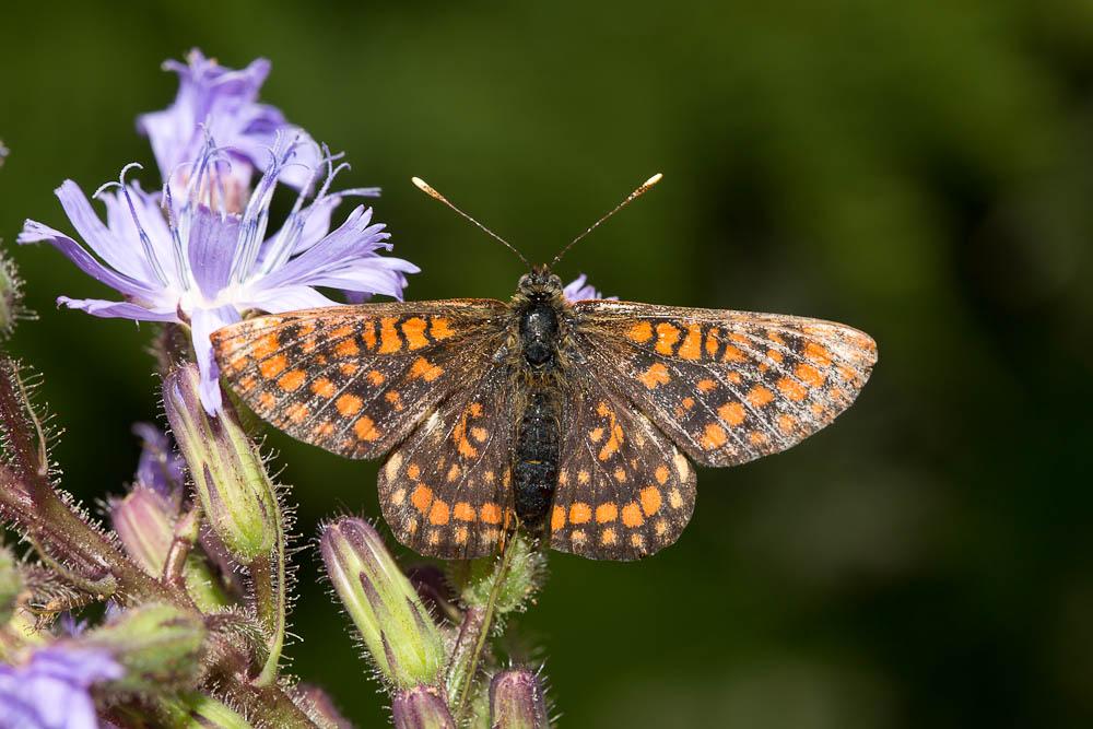 Damier du Chèvrefeuille (Le) Euphydryas intermedia (Ménétriès, 1859)