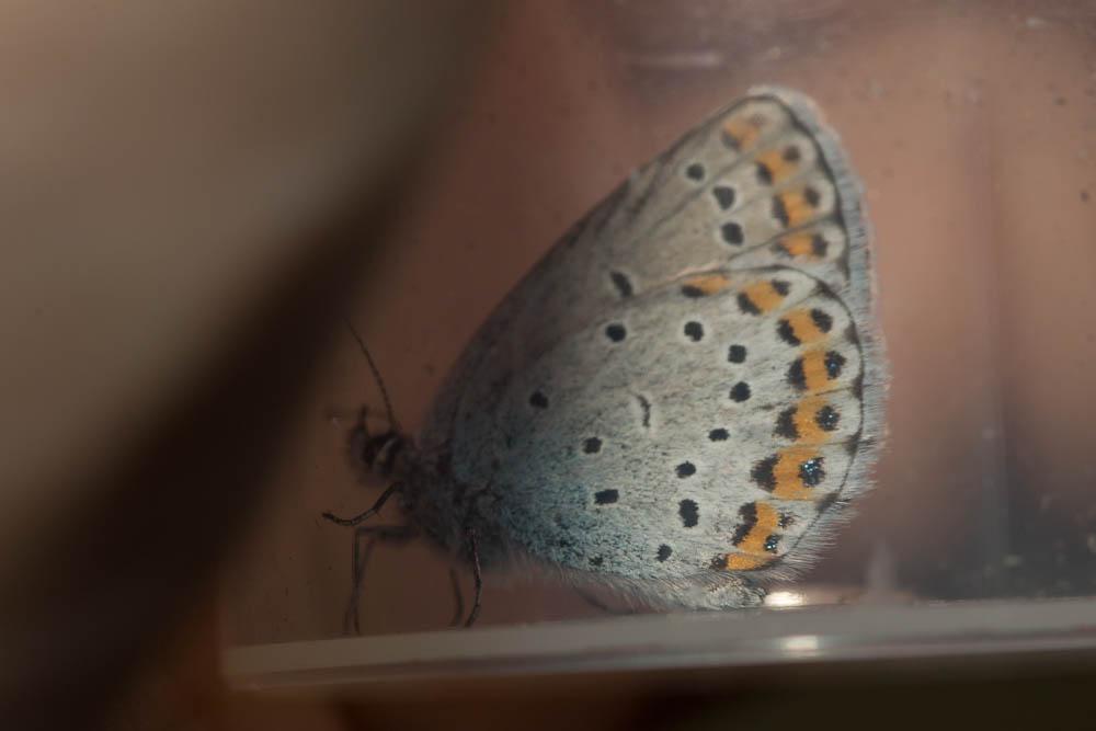 Azuré des Coronilles (L'), Azuré porte-arceaux (L' Plebejus argyrognomon (Bergsträsser, 1779)