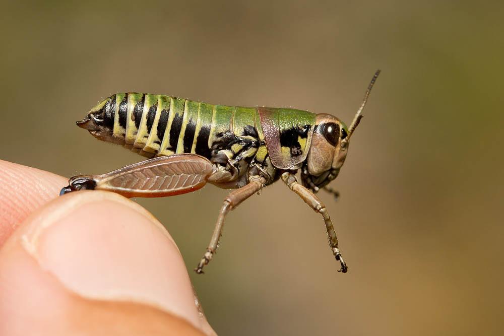 Miramelle pyrénéenne Cophopodisma pyrenaea (Fischer, 1853)