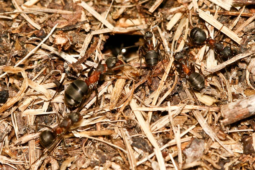  Formica exsecta Nylander, 1846