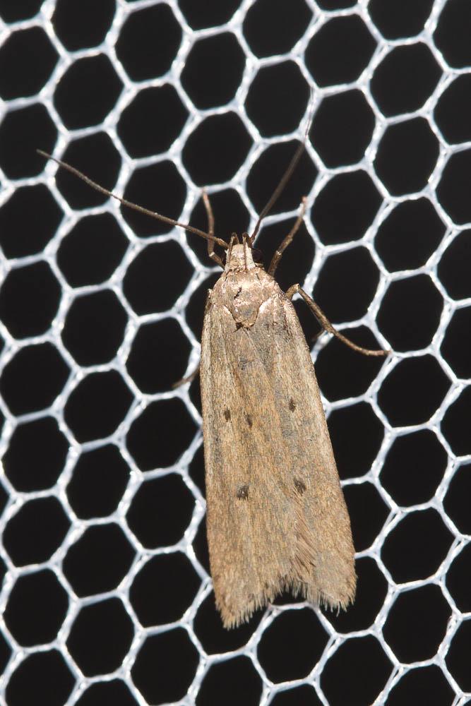 Acompsia tripunctella (Denis & Schiffermüller, 1775)