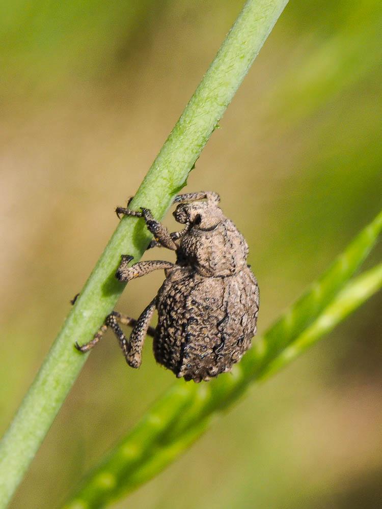 Brachycère muriqué Brachycerus muricatus Olivier, 1790