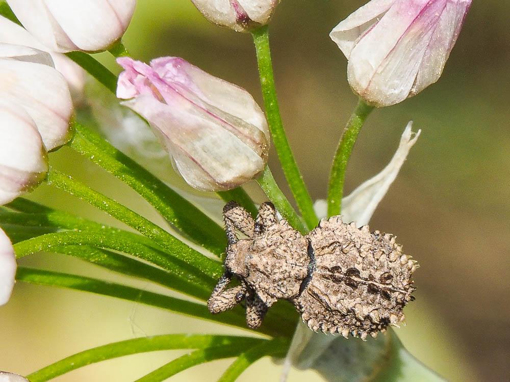 Brachycère muriqué Brachycerus muricatus Olivier, 1790