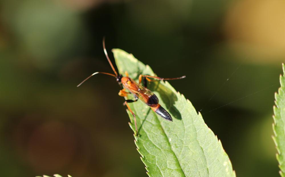  Ctenochares bicolorus (Linnaeus, 1767)