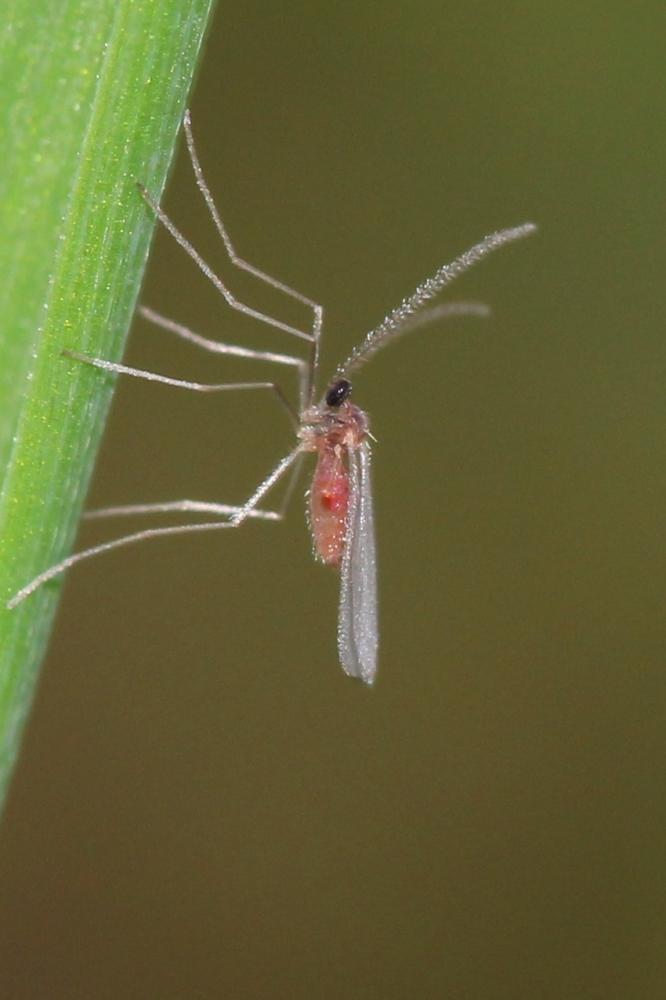 Cecidomyiidae Newman, 1834
