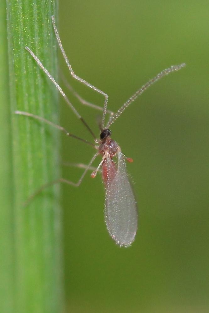 Cecidomyiidae Newman, 1834