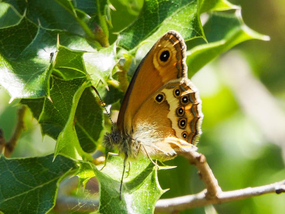 Fadet des garrigues (Le), Palémon (Le), Doré (Le) Coenonympha dorus (Esper, 1782)