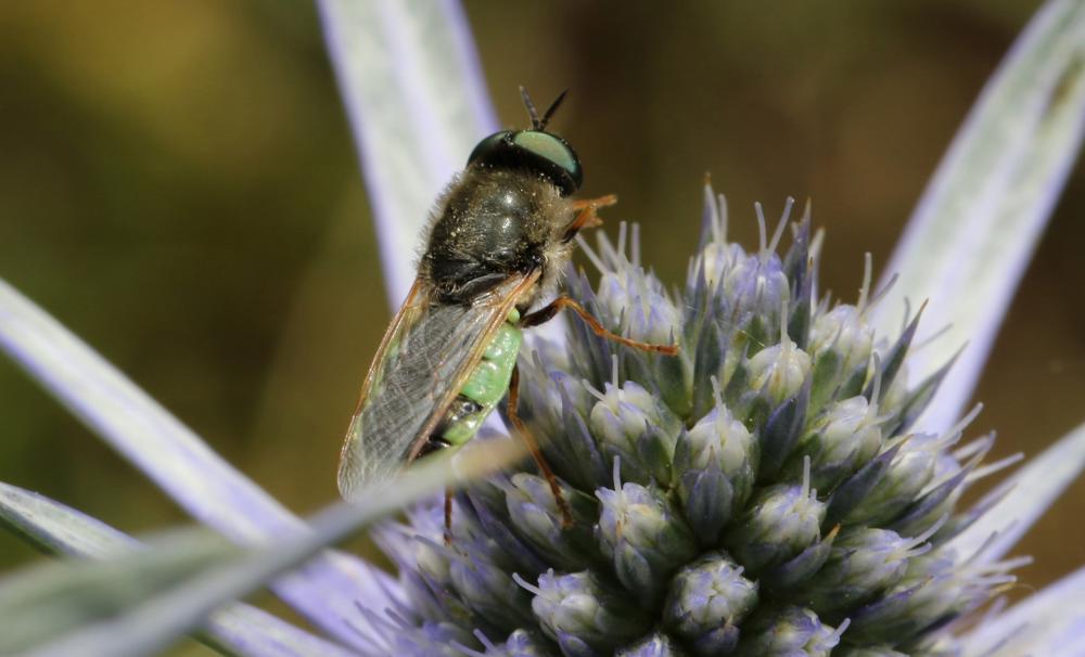 Odontomyia angulata (Panzer, 1798)