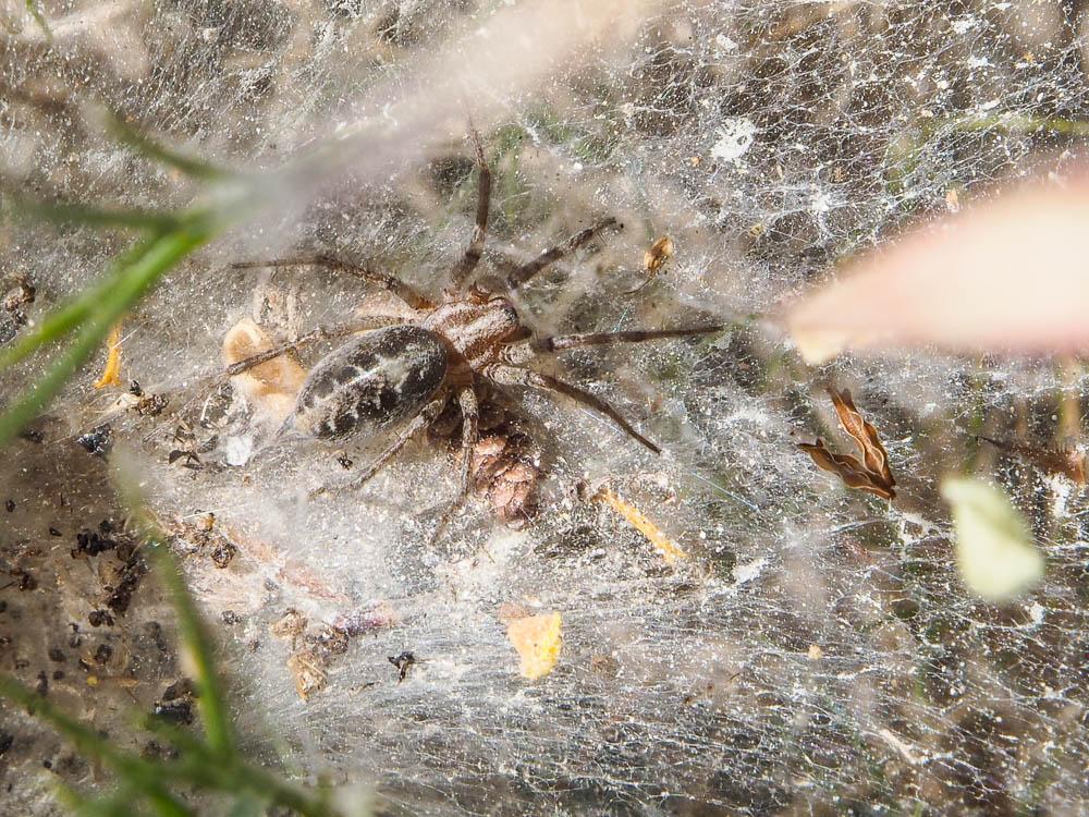 Agélène à labyrinthe Agelena labyrinthica (Clerck, 1758)