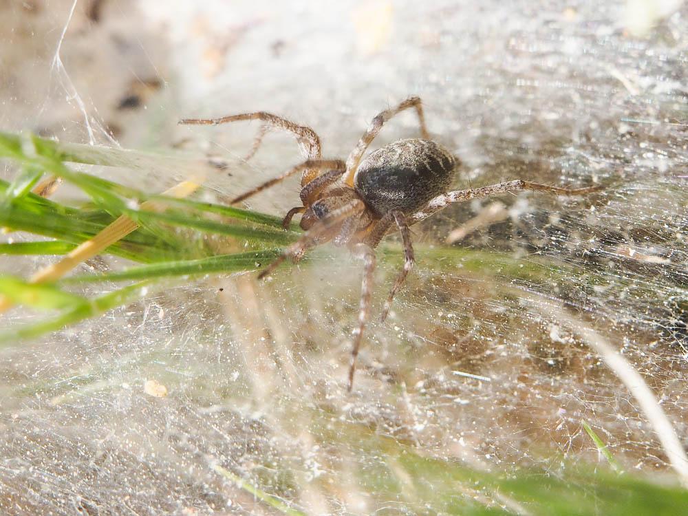 Agélène à labyrinthe Agelena labyrinthica (Clerck, 1758)