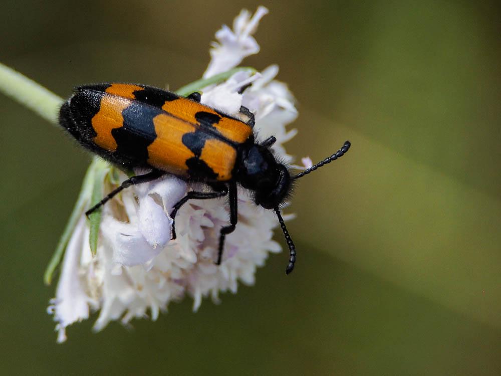 Mylabre variable Mylabris variabilis (Pallas, 1781)