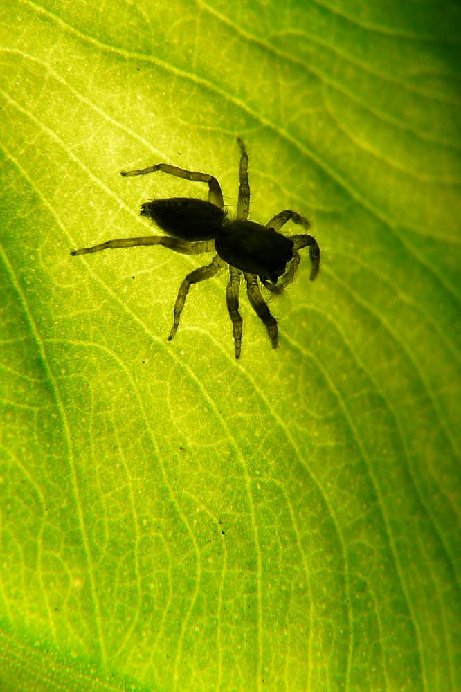  Menemerus taeniatus (L. Koch, 1867)