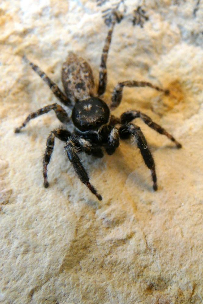  Menemerus taeniatus (L. Koch, 1867)