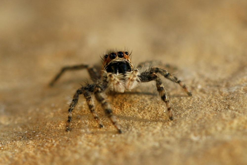  Menemerus taeniatus (L. Koch, 1867)