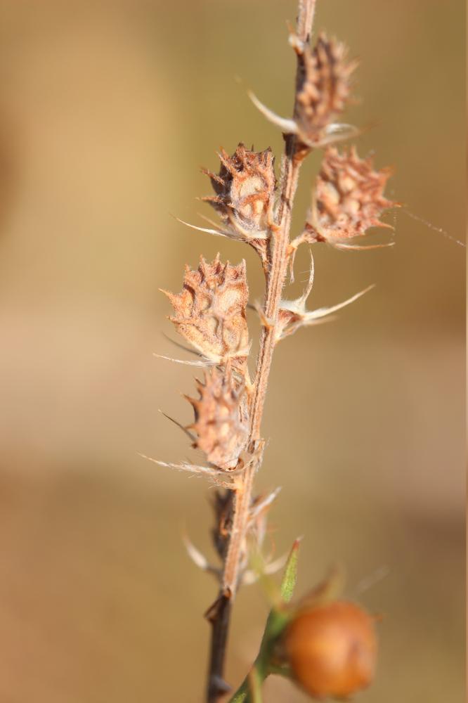 Sainfoin couchée, Esparcette couchée Onobrychis supina (Chaix ex Vill.) DC., 1805