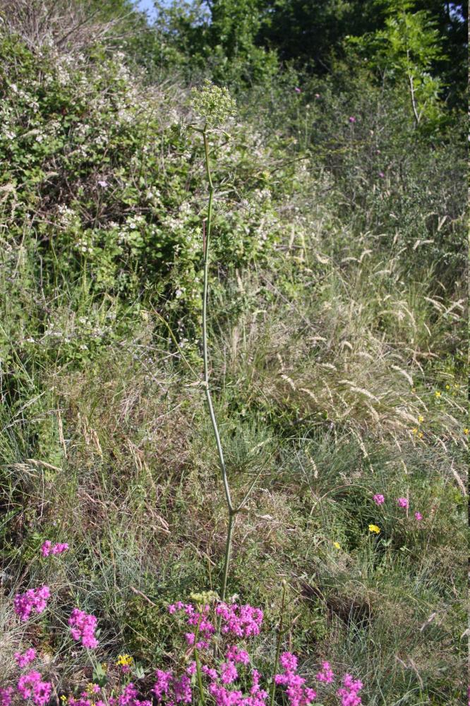 Persil des montagnes, Persil de cerf Oreoselinum nigrum Delarbre, 1800