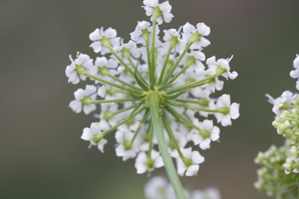 Persil des montagnes, Persil de cerf Oreoselinum nigrum Delarbre, 1800