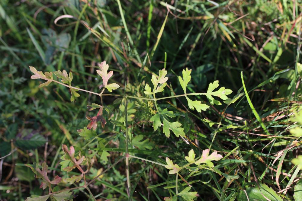 Persil des montagnes, Persil de cerf Oreoselinum nigrum Delarbre, 1800