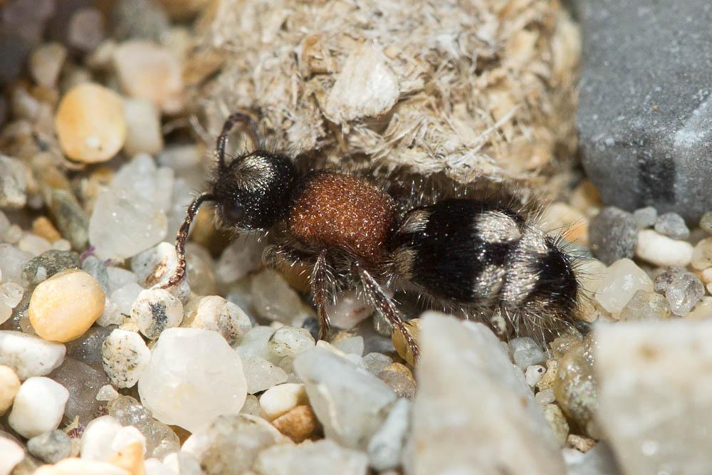  Ronisia ghilianii (Spinola, 1843)