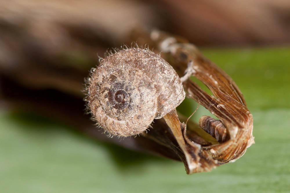 Hélicette veloutée Xerotricha conspurcata (Draparnaud, 1801)