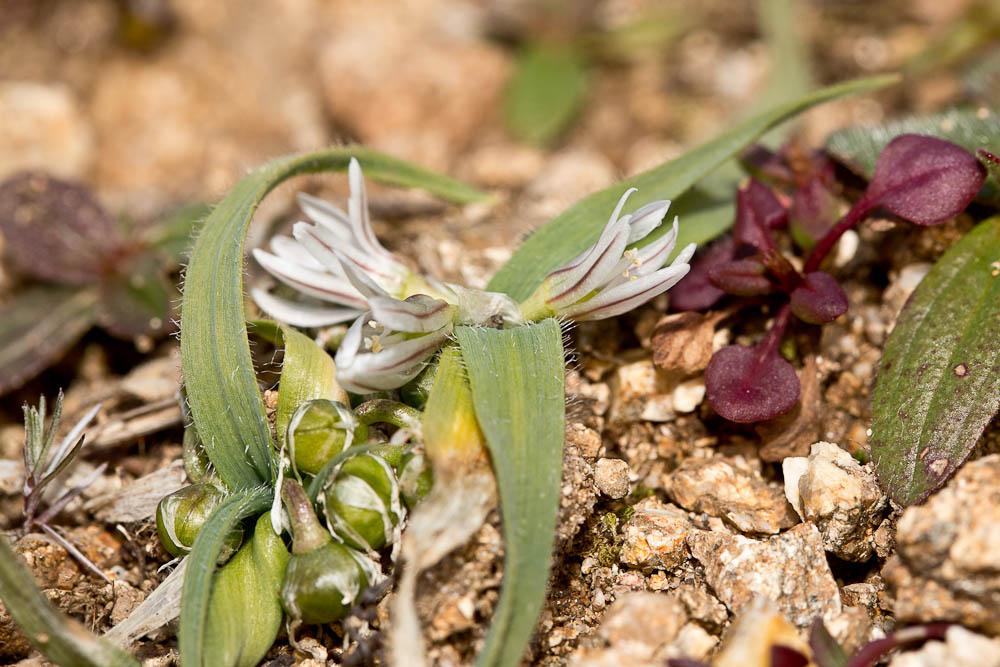 Ail petit Moly Allium chamaemoly L., 1753